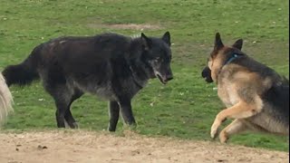 A Huge Wolfdog Scares a German Shepherd [upl. by Ettennahs234]