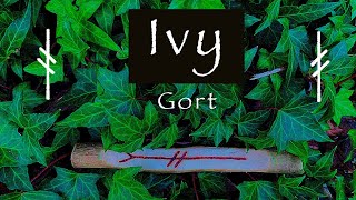 Ivy  Myth Symbolism and Folklore of the Ivy Gort [upl. by Anirdua]