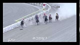 大井競馬競馬のレース中にネコが乱入？ [upl. by Narhem]