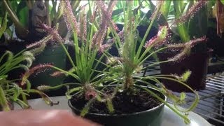 Tips and Tricks to feed a trim a Carnivorous Sundew Drosera capensis or other sundews [upl. by Eddy769]