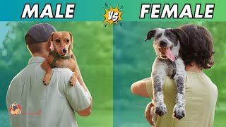 Male VS Female Dogs  Differences between males and females dogs [upl. by Yesak391]