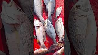 Charna island fishing viralvideo charnaislandfishing fishing [upl. by Niahs]