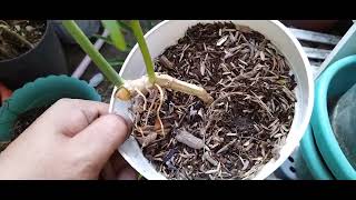 Philodendron Tortum Propagation Easy way [upl. by January]