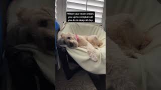 Moms Annoying Because… 🐶 TheJessiiShow TheManniiShowcomseries [upl. by Ambrosia]