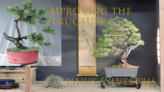 Improving the structure of Scots pine [upl. by Nolat]