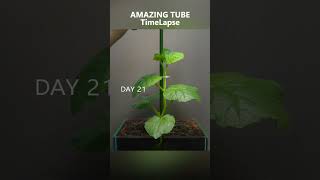 Growing Rock Melon  Time Lapse [upl. by Baptlsta]