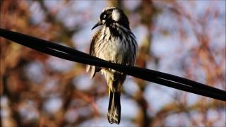 New Holland Honeyeater Call [upl. by Naresh526]