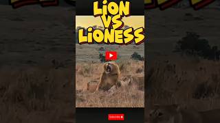 Lion Lioness fight wildlife AnimalPlanet shorts barbary AfricanLion NatGeo trending 11k [upl. by Ricoriki]