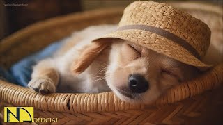 20 HOURS of Dog Calming Music For Dogs🎵🐶Anti Separation Anxiety Relief💖🐶Dog Sleep Music🎵 NadanMusic [upl. by Eedak965]