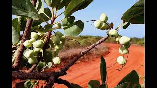 Kakadu Plum [upl. by Atteval]