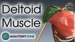 Deltoid Muscle Anatomy  AnatomyZone [upl. by Eustasius927]