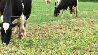 Stubble Turnips  Cotswold Seeds [upl. by Siduhey]