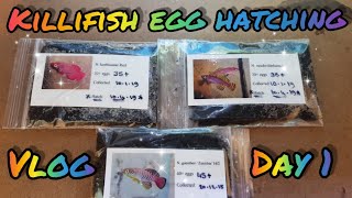 Killifish egg hatching vlog Day 1 [upl. by Thgirw]