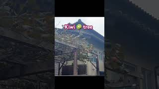 Kiwi tree 🇯🇵🥝 foryoupageシ reels viral japan nature kiwi [upl. by Friday]