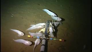 Mariana snailfish feeding on the ocean floor [upl. by Releehw]