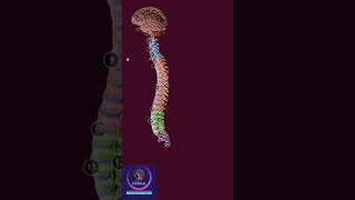 Nervous System shorts education [upl. by Adnilem]