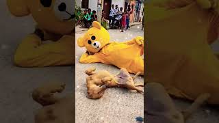 Teddy and bog love ❤️ 😂😂 funny dog doglover comedy cute teddybear teddycomedy funnyshorts [upl. by Ignacio443]