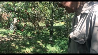 Old Timers 15 Year old Food Forest in Middle Tennessee [upl. by Chandler337]