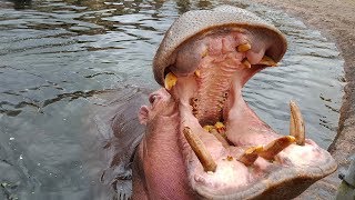 Flodhestene vejes  Weighing the hippos in Copenhagen Zoo [upl. by Thecla]