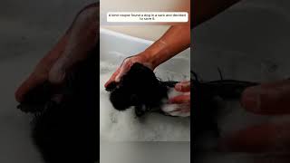 OMG  Rescue dog puppy rescue rescueanimals animals animalsoftiktok [upl. by Niras]