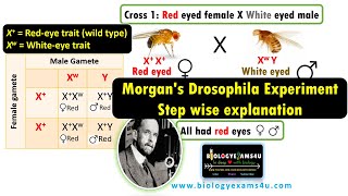 Morgans Drosophila Experiment  Step By Step explanation discovering Genetic Linkage [upl. by Mab]