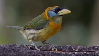 BIRDING ECUADOR by Alana and Greg Dare [upl. by Durston431]