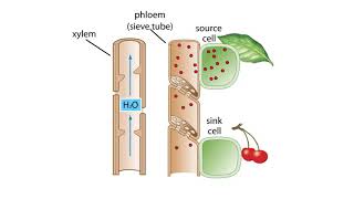 The Pressure Flow Model in a Plant [upl. by Adabelle]