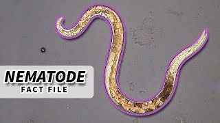 Nematoda Facts ROUNDWORM Facts and Information  Animal Fact Files [upl. by Dysart]