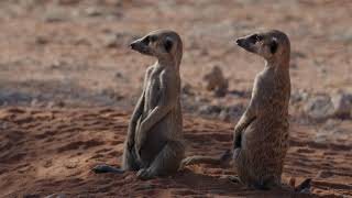 MeerkatLifeshorts KalahariWildlifeDesertGuardians [upl. by Negroj]