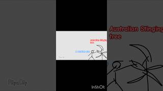 Australian stinging tree is venomous funfacts didyouknow trending trendingshorts2024 [upl. by Junia368]