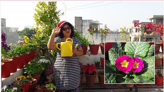 How to Grow and Care Prim Rose  Primula Plant  Merry Christmas [upl. by Hurwit]