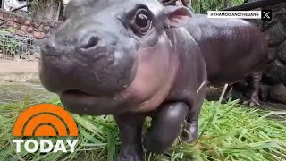 Meet Moo Deng the baby pygmy hippo taking the internet by storm [upl. by Cyndi]