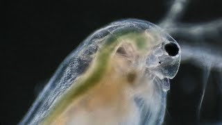 Daphnia Under Microscope  Water Flea [upl. by Elston]