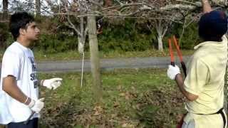 kiwi pruning in newzealand part 2by Matty [upl. by Acilegna]