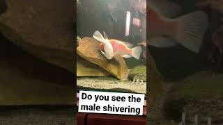 Super rare vieja Pink fenestratus American cichlid breeding behaviour [upl. by Valeta269]