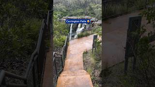 Beautiful Carrington Falls in Budderoo NP [upl. by Orland]