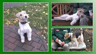 Hundevermittlung  NovemberDezember 2021 Tierheim Hannover TV [upl. by Anyt]