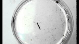 Flatworm Observations planaria [upl. by Arebma]