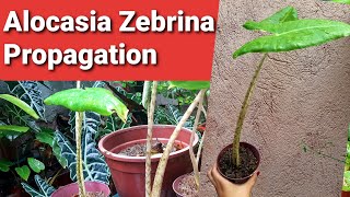 Alocasia  Zebrina Propagation [upl. by Azpurua]