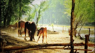 Gojam  ጎጃም  Ethiopian Traditional Music [upl. by Leirza]