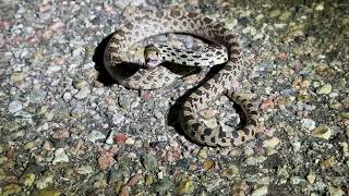 The legendary wild bullsnake ready to attack [upl. by Fillbert]