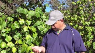 New Zealand Native Plant Kawakawa [upl. by Palmer]