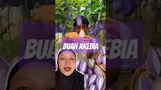 Buah akebia [upl. by Ahseek138]