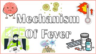 Why Do We Get Fever When We Are Sick The Actual Mechanism Behind Fever Pathophysiology Of Fever [upl. by Sprung]