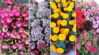 20 EASY amp FASTEST growing flower plants for winter [upl. by Aisitel845]