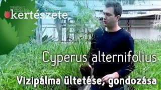 Könnyen tartható szobanövények Cyperus alternifolius  Vizipálma [upl. by Diraf]