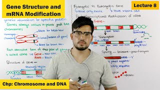 Gene Structure amp Function  Post Transcriptional modification of mRNA  Lecture 8 [upl. by Ayatahs]