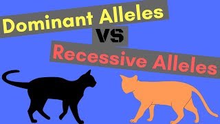 Dominant Alleles vs Recessive Alleles  Understanding Inheritance [upl. by Barnard694]