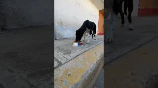 Alimentando perros en la calle [upl. by Alyhc642]