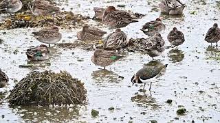 Northern Lapwing plays musical statues [upl. by Atteloc]